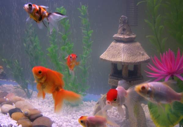 Содержание золотых рыбок в аквариуме - особенности вида