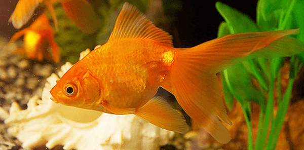 Содержание золотых рыбок в аквариуме- советы и главные моменты