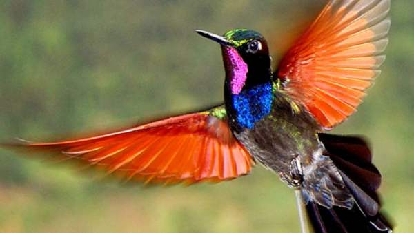 Самые умные птицы – колибри