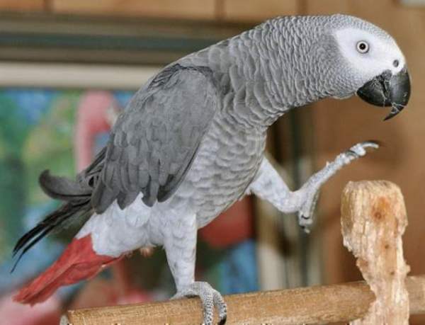 Самые умные птицы – серый африкански попугай