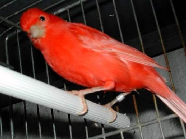 Химические средства в быту, опасные для птиц