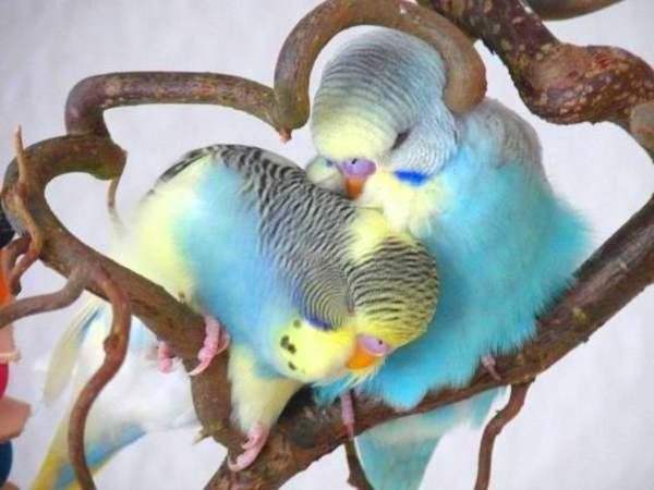 Средства бытовой химии и косметики опасны для домашних птиц
