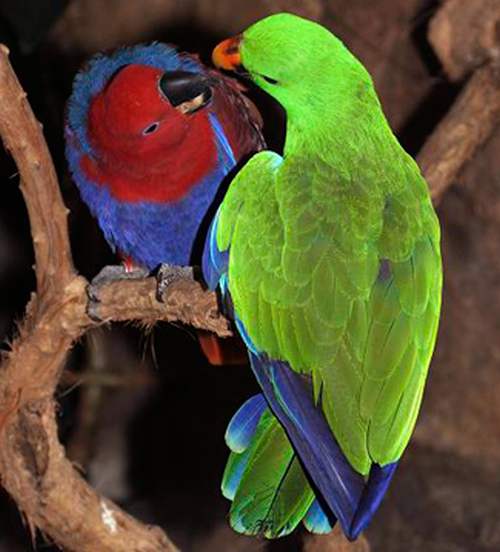 Благородный попугай Эклектус – советы по размножению
