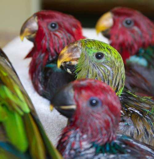 Благородный попугай Эклектус – размножение вида в домашних условиях