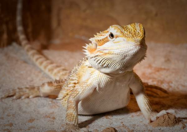 Рептилии в домашних условиях – бородатые драконы