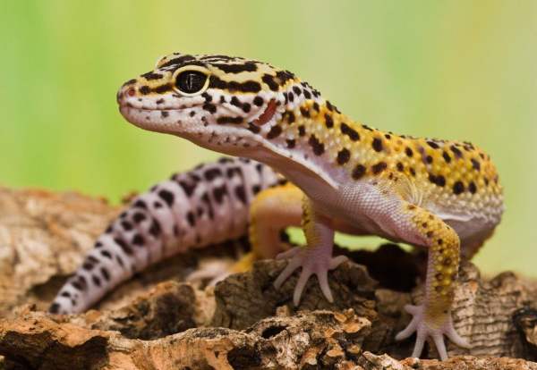 Рептилии в домашних условиях – геккон леопардовый