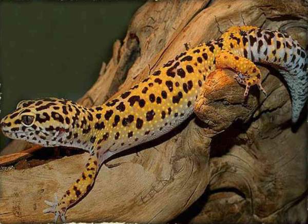 Рептилии в домашних условиях – леопардовый геккон