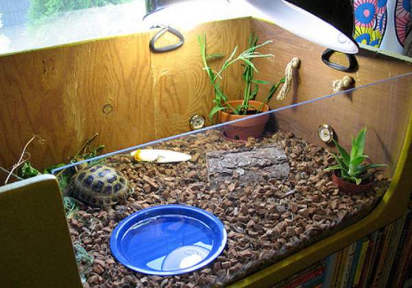 Содержание сухопутных черепах в домашних условиях