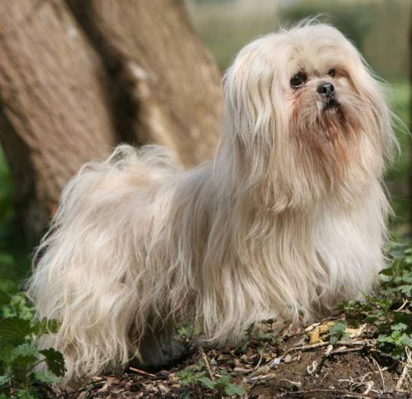 Лхасский Апсо – порода декоративных собак