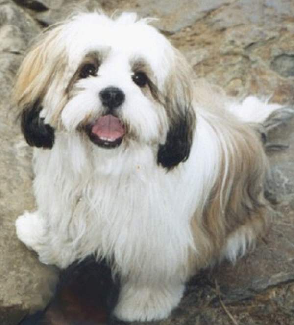 Лхасский Апсо – порода тибетских собак