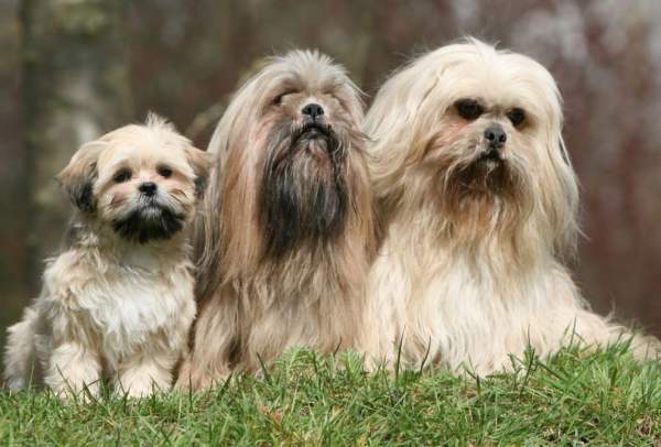 Лхасский Апсо – порода тибетских собак