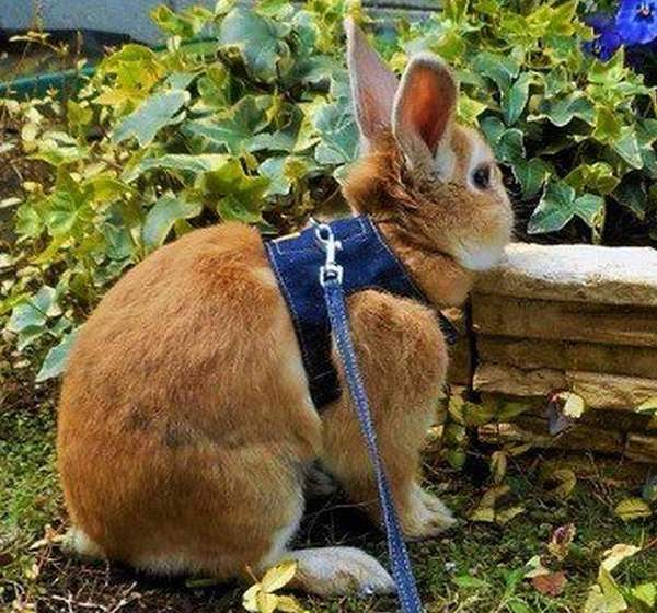 Шлейка для кролика - как приучить?