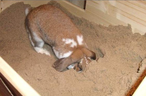 Игрушки для кролика - емкость для рытья нор