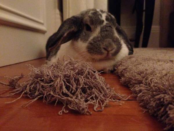 Содержание декоративных кроликов: защита ковров