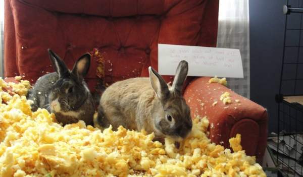 Содержание декоративных кроликов: защита мебели