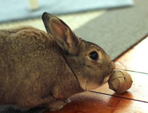 Игрушки для кроликасвоими руками из картона