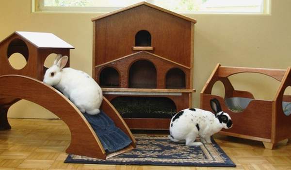 Домики для кролика: особенности выбора, обустройства и размещения