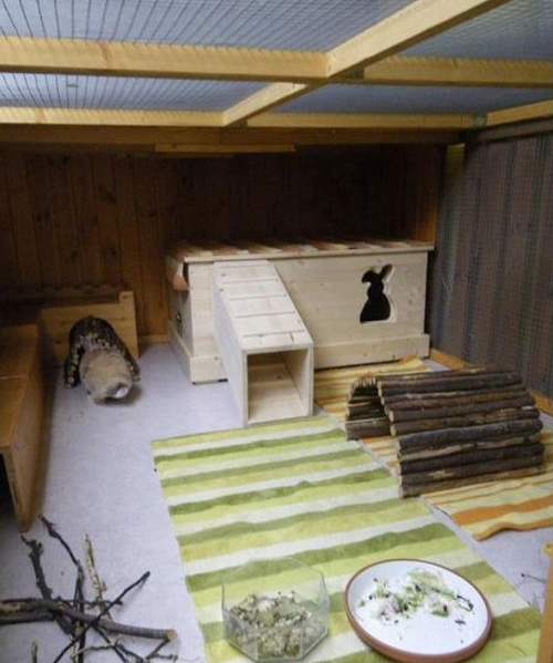Содержание декоративных кроликов в отдельной комнате