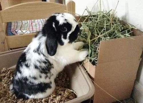 Как приучить кролика к лотку: рекомендации