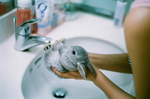 Как ухаживать за декоративным кроликом в домашних условиях - гигиенические процедуры