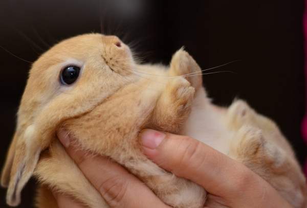 Общение кроликов