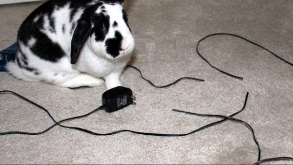 Кролик грызущий провода