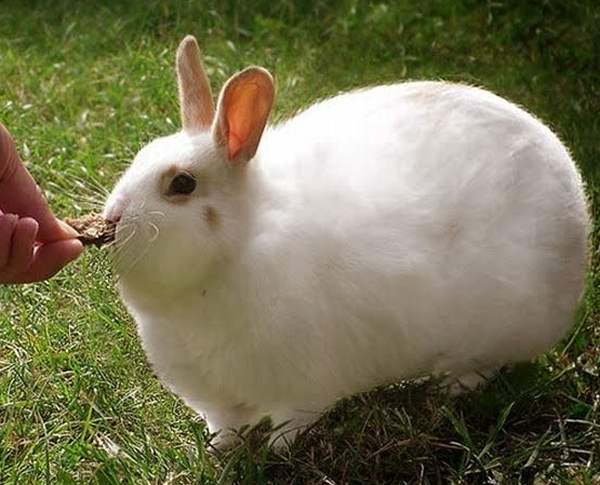 Ожирение кроликов