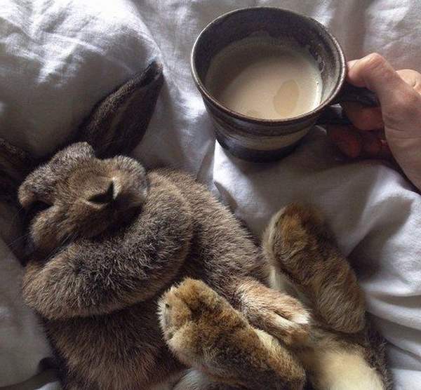 Расслабиться рядом с кроликом