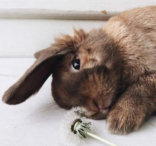 7 способов, которыми кролики улучшат вашу жизнь