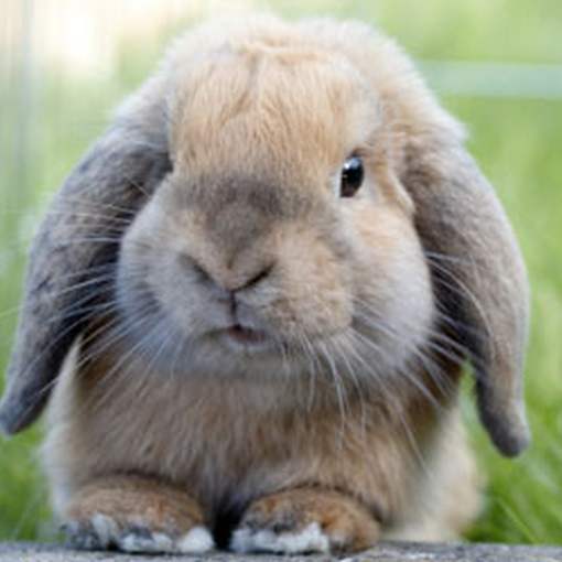 Мифы о питомцах-кроликах