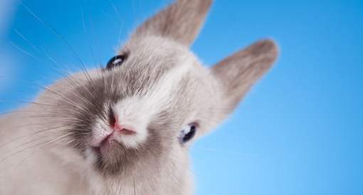 14 мифов о домашних кроликах