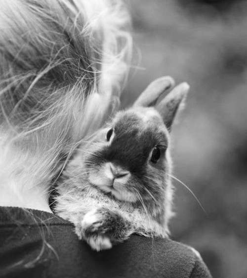 20 вещей, которые поймут только владельцы кроликов