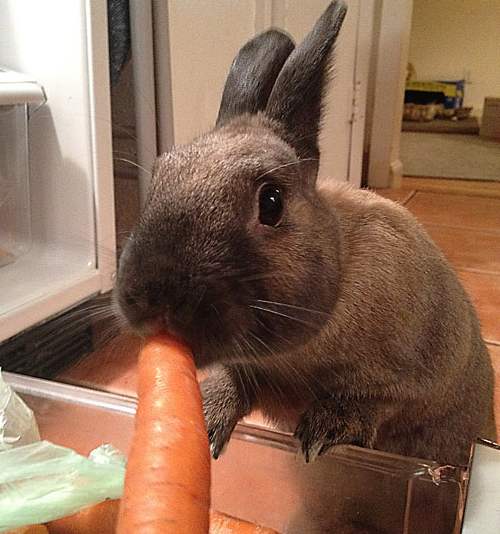 Не давайте кролику много моркови