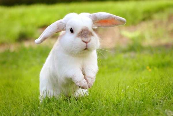Мифы о кроликах