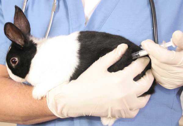 Ветеринарное обслуживание кроликов