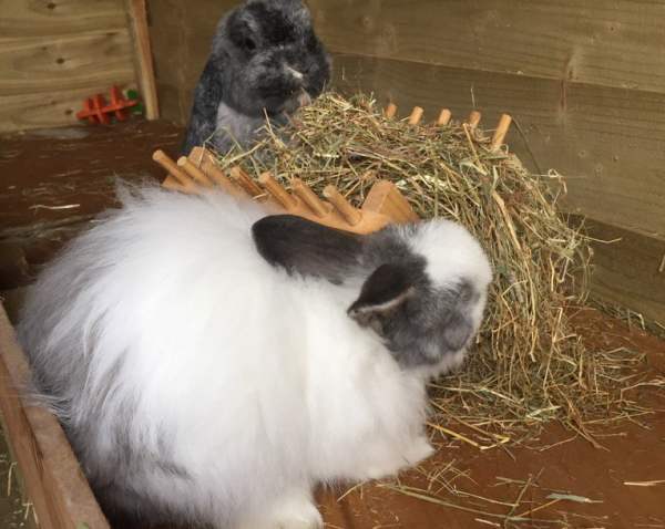 Кролики едят сено