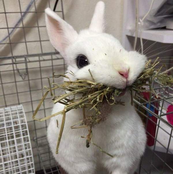 Кролик жует сено