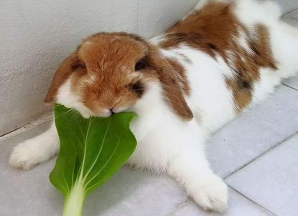8 важных вопросов о питании кроликов