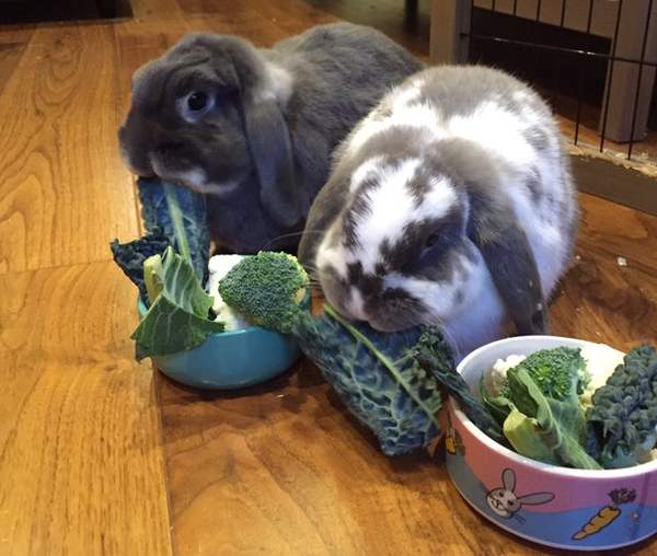 Кролики едят листовую капусту