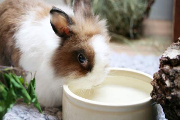 Кролик пьет воду
