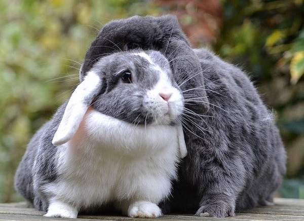 Отношения кроликов