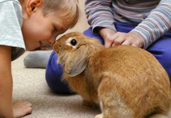 Поведение кроликов - что они любят
