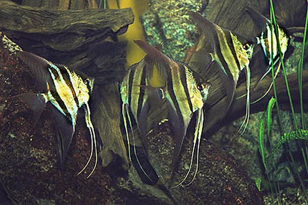 Содержание скалярий в аквариуме - особенности и советы