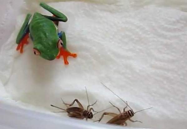 Лягушки питомцы - советы по содержанию в домашних условиях