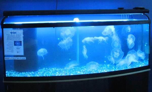 Аквариум с медузами – советы по уходу