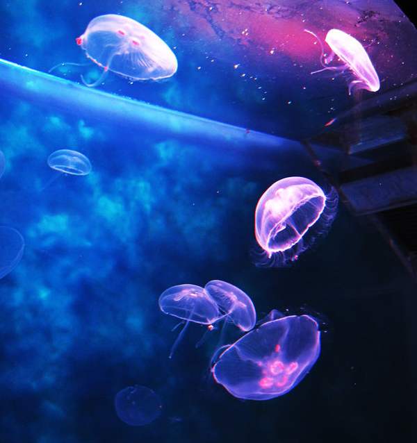 Аквариум с медузами – советы и рекомендации