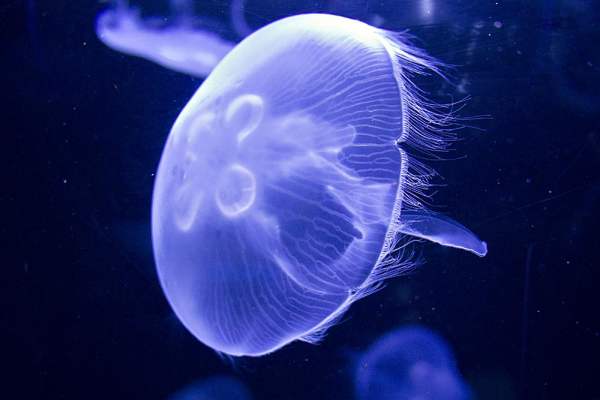 Аквариум с медузами – советы