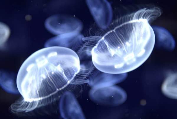 Аквариум с медузами – обустройство